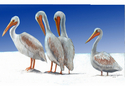 Pelican's Rest