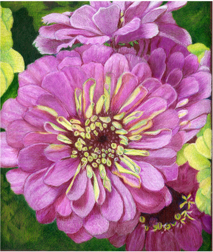 Drawing-Colored pencil-Pink Zinnia