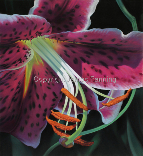 Painting-Tiger Lilly
