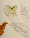 Moth%20Memory (thumbnail)