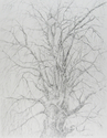 Weeping%20Cherry%20in%20Winter (thumbnail)