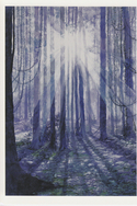 RainForest (thumbnail)