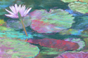 Waterlily%20Tapestry (thumbnail)