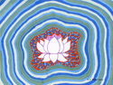 White Lotus