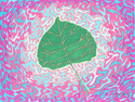 Eastern Cottonwood Leaf II