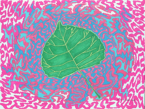 Drawing-Ink-Eastern Cottonwood Leaf III