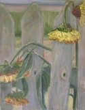 Sunflowers and Pickets