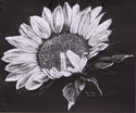 Sun Flowers