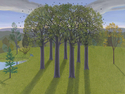 CIRCLE%20TREES (thumbnail)