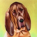 BLOODHOUND BLOODHOUND (thumbnail)