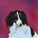 LONG HAIRED DACHSHUND %20LONG%20HAIRED%20DACHSHUND (thumbnail)