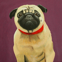 PUG PUG (thumbnail)