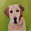 YELLOW LAB YELLOW%20LAB (thumbnail)