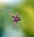 Spider 2