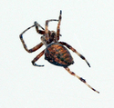 Spider 4