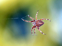 Spider 6
