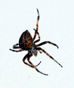 Spider 8