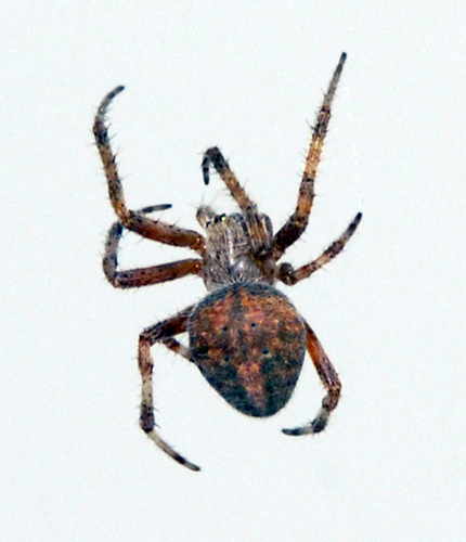 Spider 5