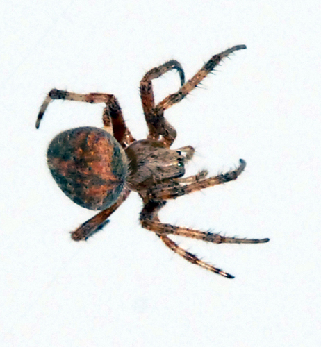Spider 7