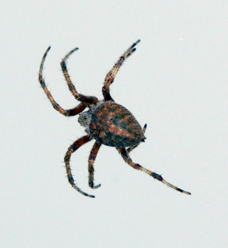 Spider 11