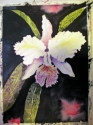 Orchid Class 4-12 Orchid%20Class%204-12 (thumbnail)