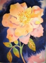 Old Rose Old%20Rose (thumbnail)