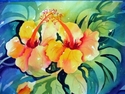 Florida Hibiscus Florida%20Hibiscus (thumbnail)