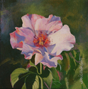 Painting--Acrylic-BotanicalPink Prairie Rose