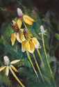 Painting--Acrylic-BotanicalPrairie Coneflower