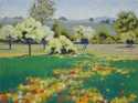 Spring field at Wheelwright Ranch Spring%20field%20at%20Wheelwright%20Ranch (thumbnail)