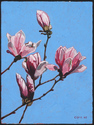 Magnolia%20Solebury (thumbnail)