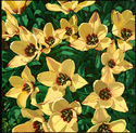Yellow%20Tulips (thumbnail)