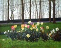 Tulip%20Lights (thumbnail)