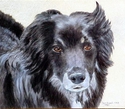 Opy