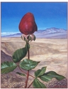Sigrid%27s%20Rose%3A%20%20Bloom%20Where%20You%20are%20Planted (thumbnail)