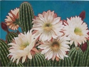 Prickly%20Sensation (thumbnail)