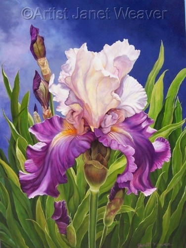 Iris%20Number%20Two%20%28Sold%29 (large view)
