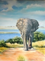 Jenny Regan - Chobe Bull