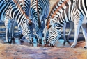 Zebras%20Drinking (thumbnail)