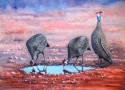 Guineas%20Drinking (thumbnail)