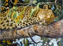 Siesta (thumbnail)