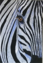 Zebra%20scratchboard (thumbnail)