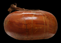 Decorative-gourd with trumpet shaped vine top