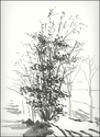 Trees (thumbnail)