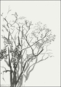 Trees (thumbnail)