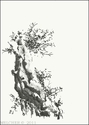 Olive%20Tree%20-%20Majorca (thumbnail)