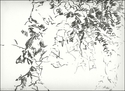 Vegetation (thumbnail)
