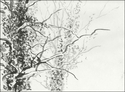 Vegetation (thumbnail)