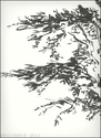 Trees (thumbnail)
