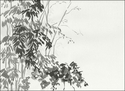 Vegetation (thumbnail)